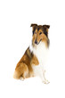 Foto: Sheepdog Sheepdog