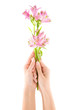 Hand and flower