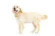 Foto: Golden Retriever Golden Retriever