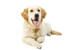Foto: Golden Retriever Golden Retriever