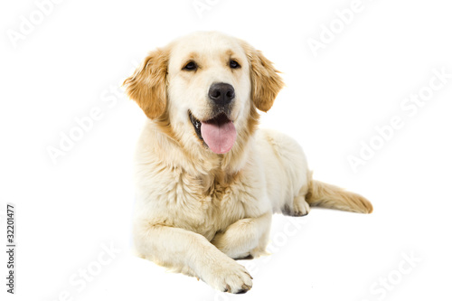 Foto: Golden Retriever Golden Retriever