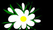 blumendekoration blumendekoration