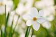 narcissus