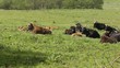 Video: Heckrind - Auerochse - Bos primigenius Heckrind - Auerochse - Bos primigenius