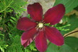 clematite