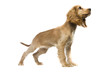 Foto: Puppy American Cocker Spaniel Puppy American Cocker Spaniel