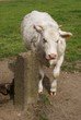 Mucca bianca