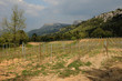 vignes à Trets en Provence
