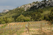 vignes à Trets en Provence