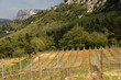 vignes à Trets en Provence
