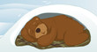 bear in a den bear in a den