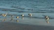 landing gulls on beach landing gulls on beach
