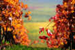 Autumn vineyard Autumn vineyard