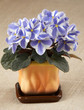 Uzambarskaya violet in the orange pot