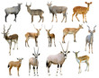 antelope collection isolated