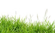 fresh spring green grass fresh spring green grass