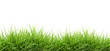 fresh green grass fresh green grass