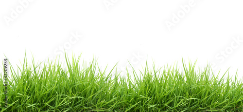 Foto: fresh green grass fresh green grass