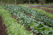 野菜畑