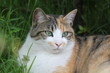 草むらに寝転ぶ猫