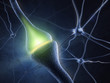Synapse in human neural system