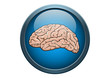 Anatomy of Human Brain Illustration Medical Button Concept in Ve