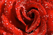 red rose