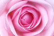 pink rose