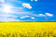 Rapsfeld bei sonnigem Wetter