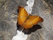 Beautiful butterfly in Thailand
