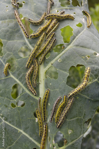 Photo: Cabbage leaf covered with caterpillas pest Cabbage leaf covered with caterpillas pest