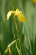 Iris pseudacorus Iris pseudacorus