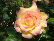 Rose jaune