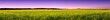 Rapsfeld im Frühling - Panorama