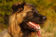 Hund