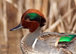 Green Winged Teal Close-up Green Winged Teal Close-up