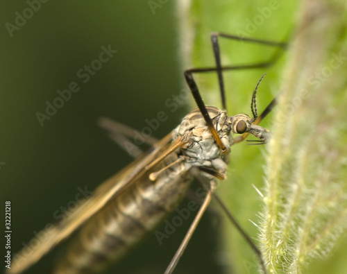 Photo: Tipulidae Tipulidae