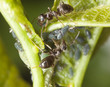 Black ants harvesting on aphids, extreme close up