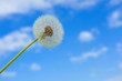 blowball