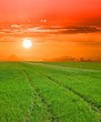 green field at the sunset green field at the sunset