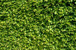 Hainbuchenhecke