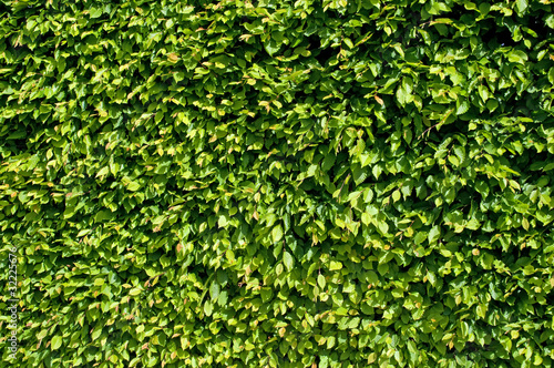 Foto: Hainbuchenhecke Hainbuchenhecke