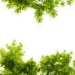 green leaves on white background green leaves on white background