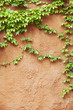 yellow concrete wall with plant yellow concrete wall with plant