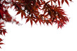 Red leaves in autumn on white background