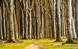 Photo: geheimnisvoller Wald in Norddeutschland 4 geheimnisvoller Wald in Norddeutschland 4