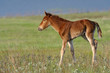 baby horse