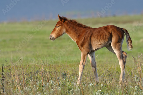 Photo: baby horse baby horse