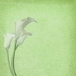 fond vert et arums