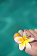 Pied de femme, fleur de frangipanier et piscine
